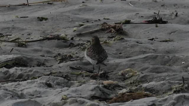 Correlimos de Baird - ML646375673