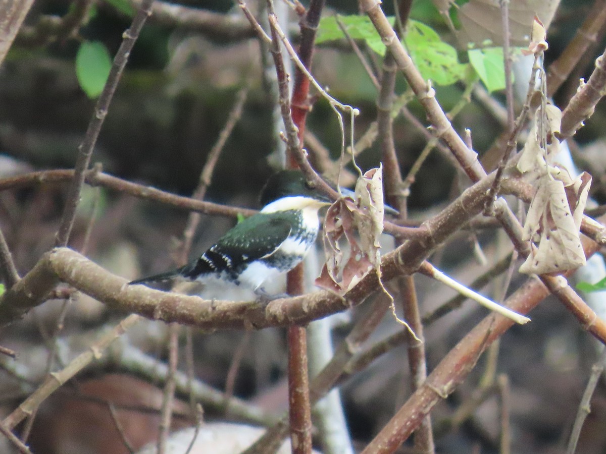 Green Kingfisher - ML646375674