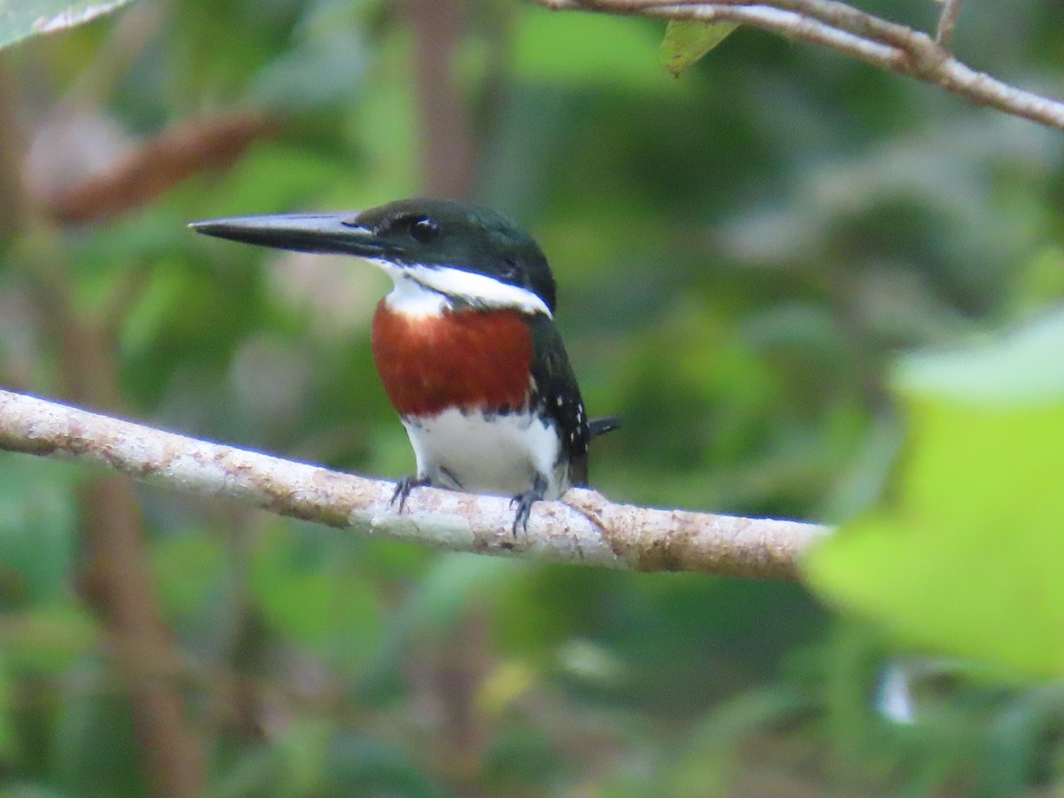 Green Kingfisher - ML646375675