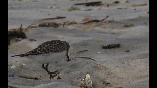 Correlimos de Baird - ML646375676