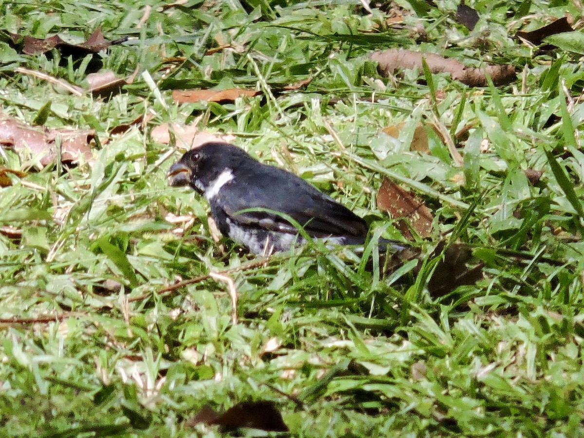 Variable Seedeater - ML646375677