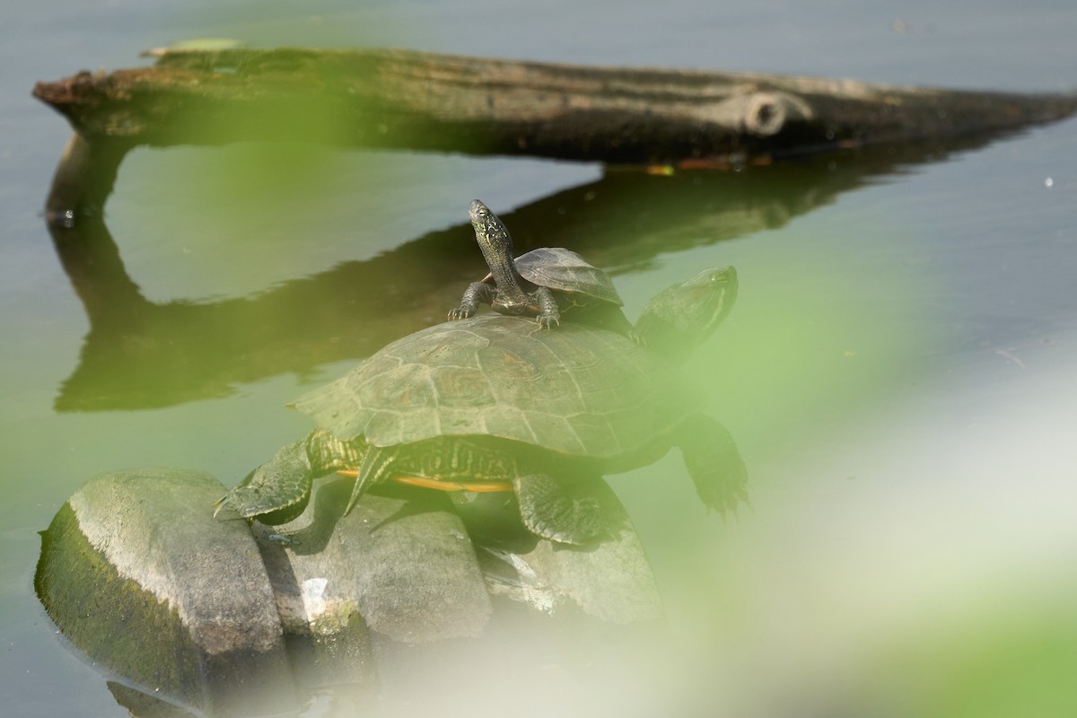 Animals - ML646375679