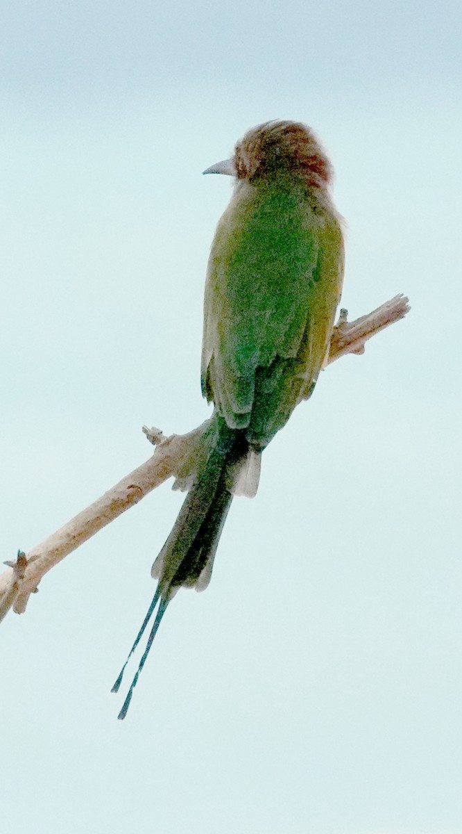 Asian Green Bee-eater - ML646375680
