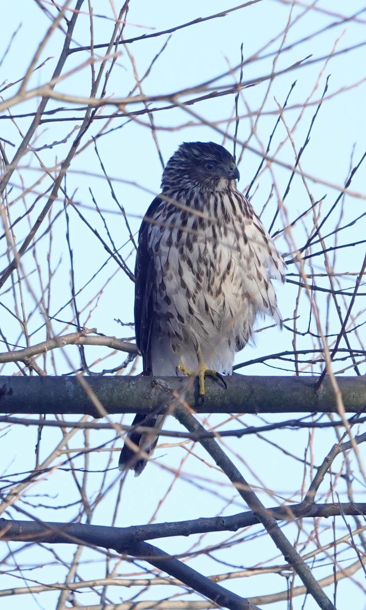 Cooper's Hawk - ML646375681