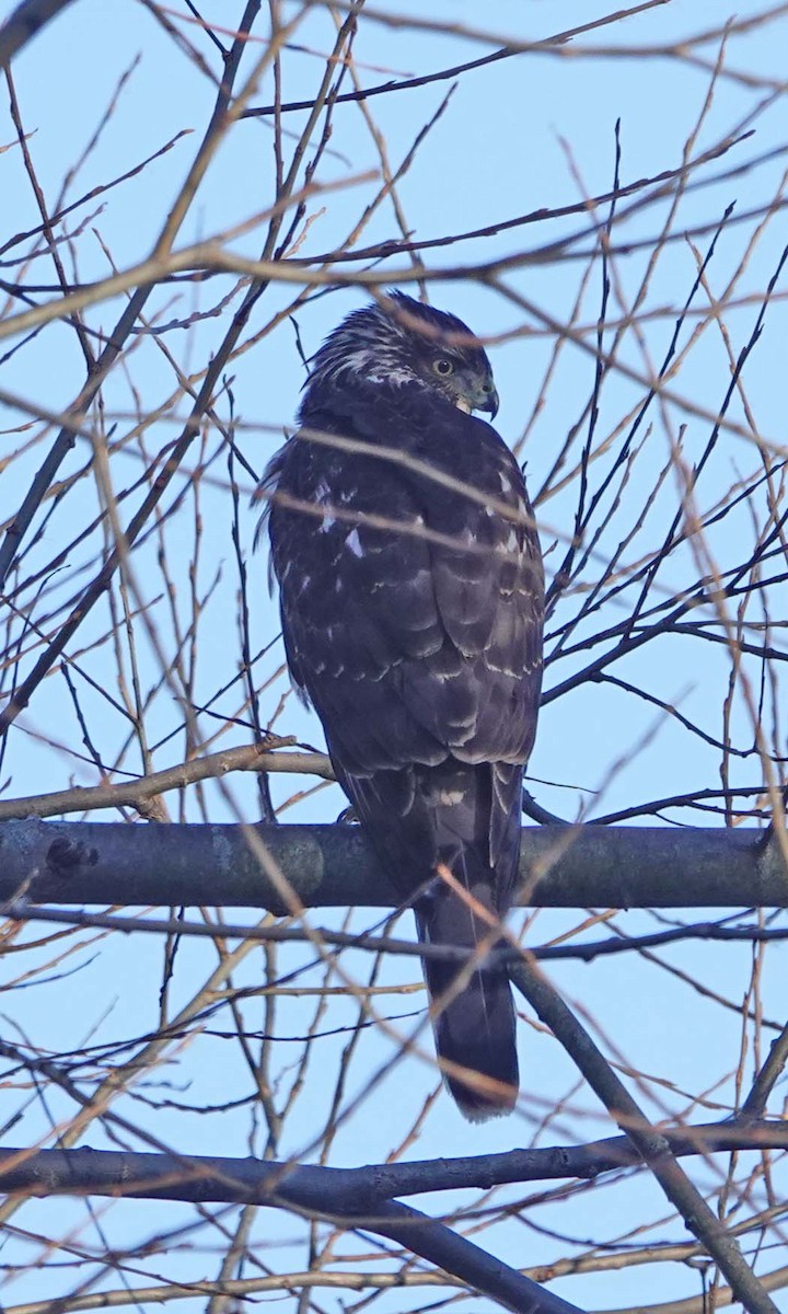 Cooper's Hawk - ML646375682