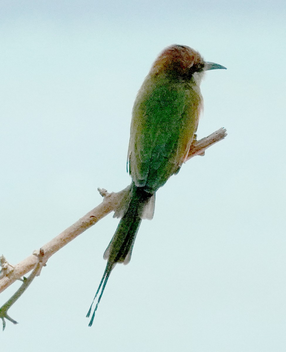 Asian Green Bee-eater - ML646375683
