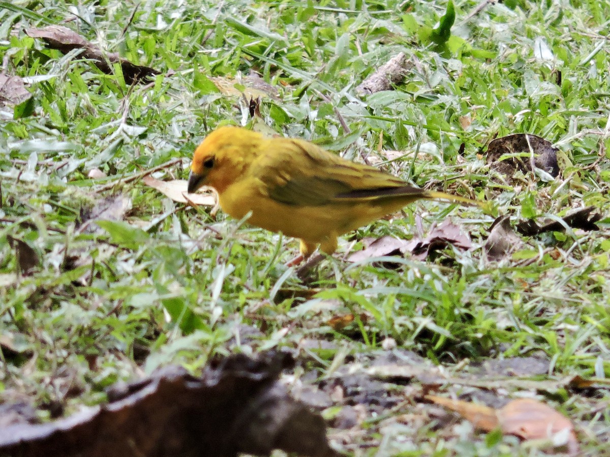 Saffron Finch - ML646375686