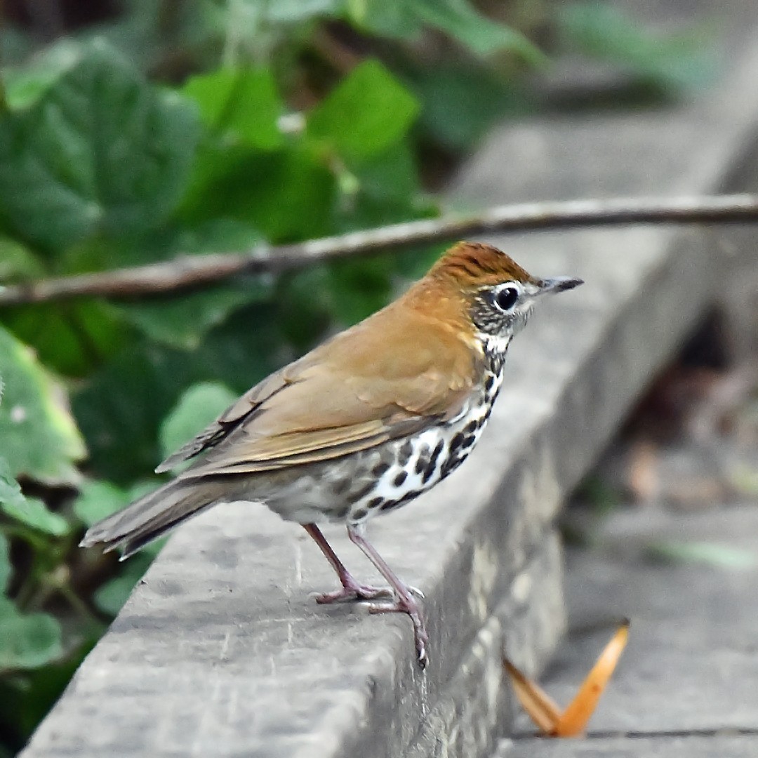 Wood Thrush - ML646375688