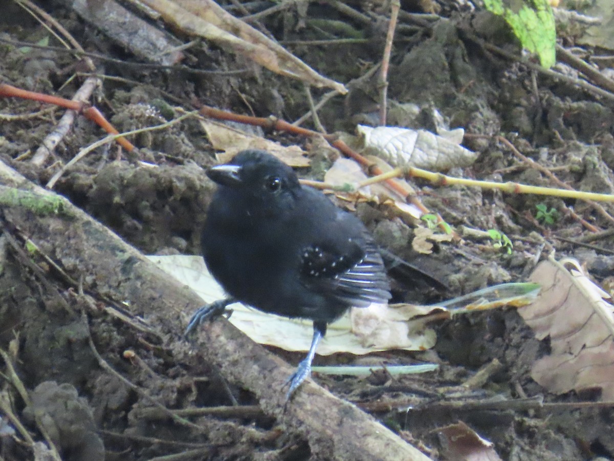 Black-hooded Antshrike - ML646375692