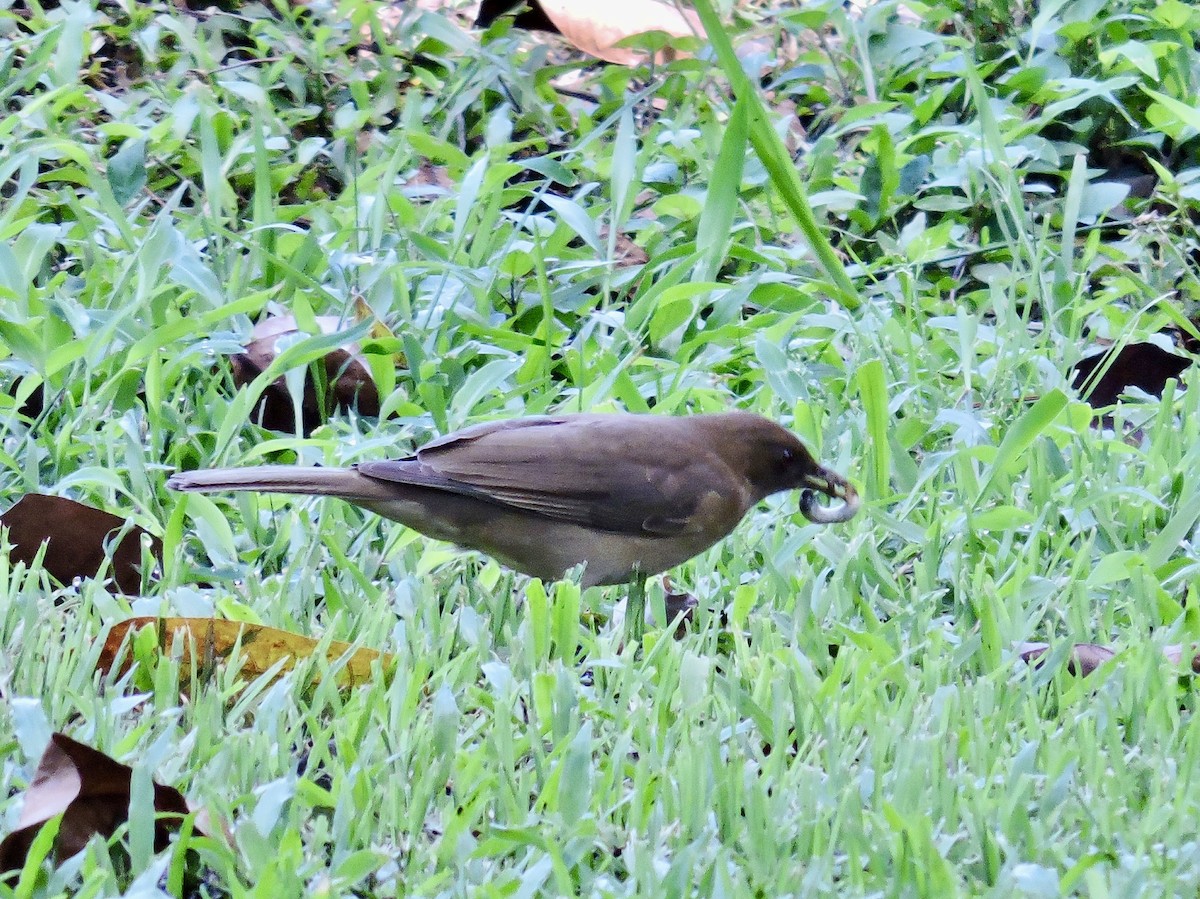 Clay-colored Thrush - ML646375693