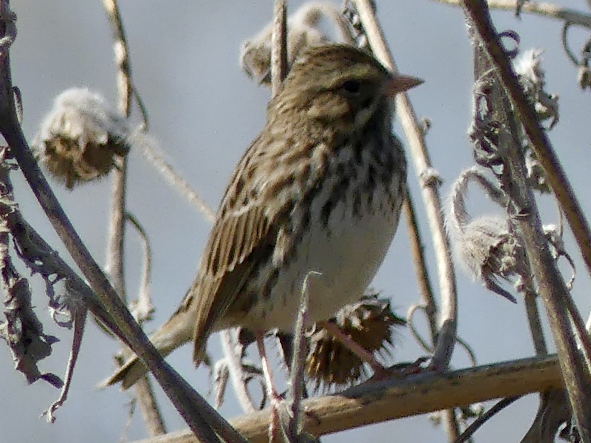 Savannah Sparrow - ML646375698