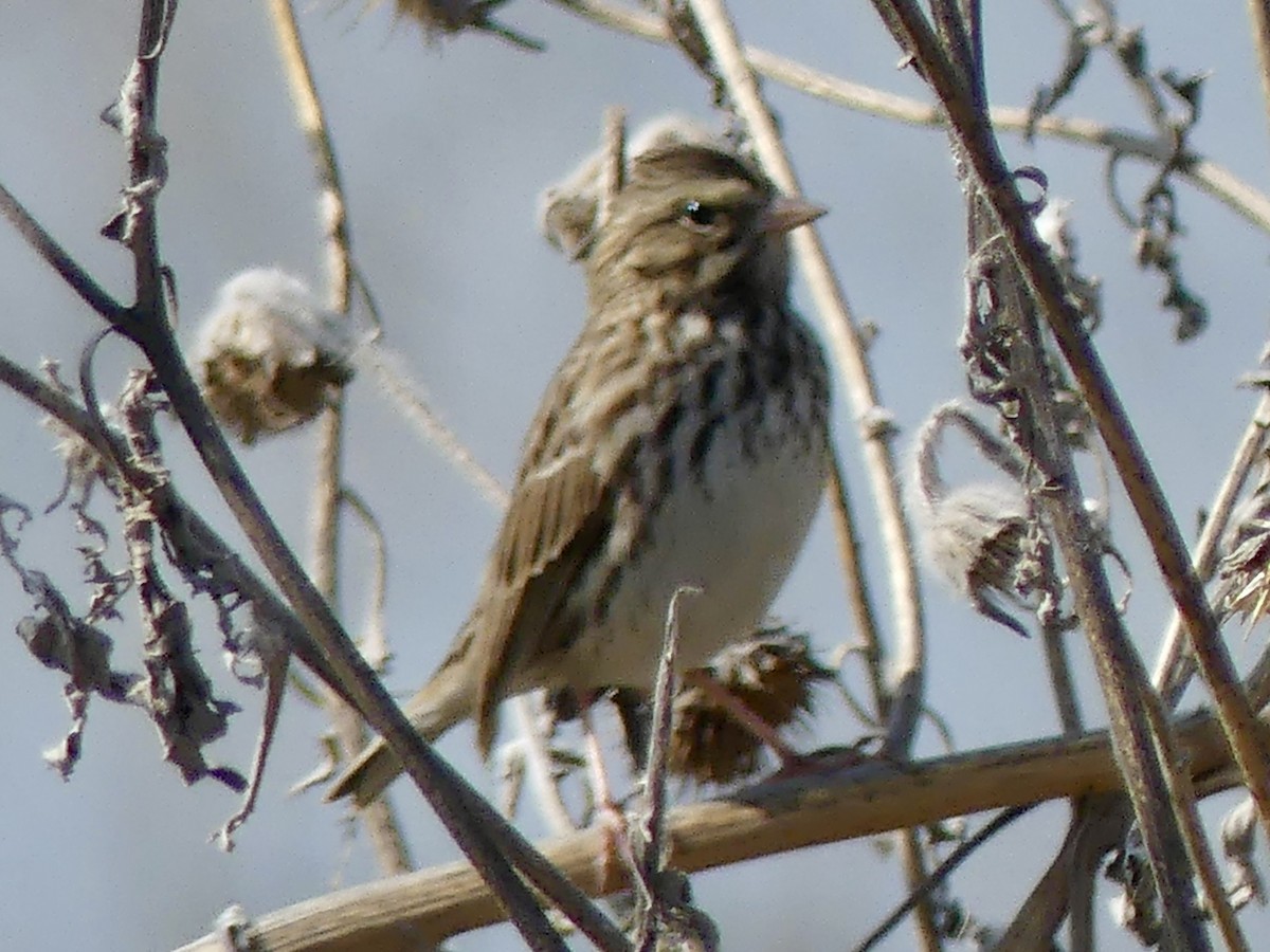 Savannah Sparrow - ML646375699