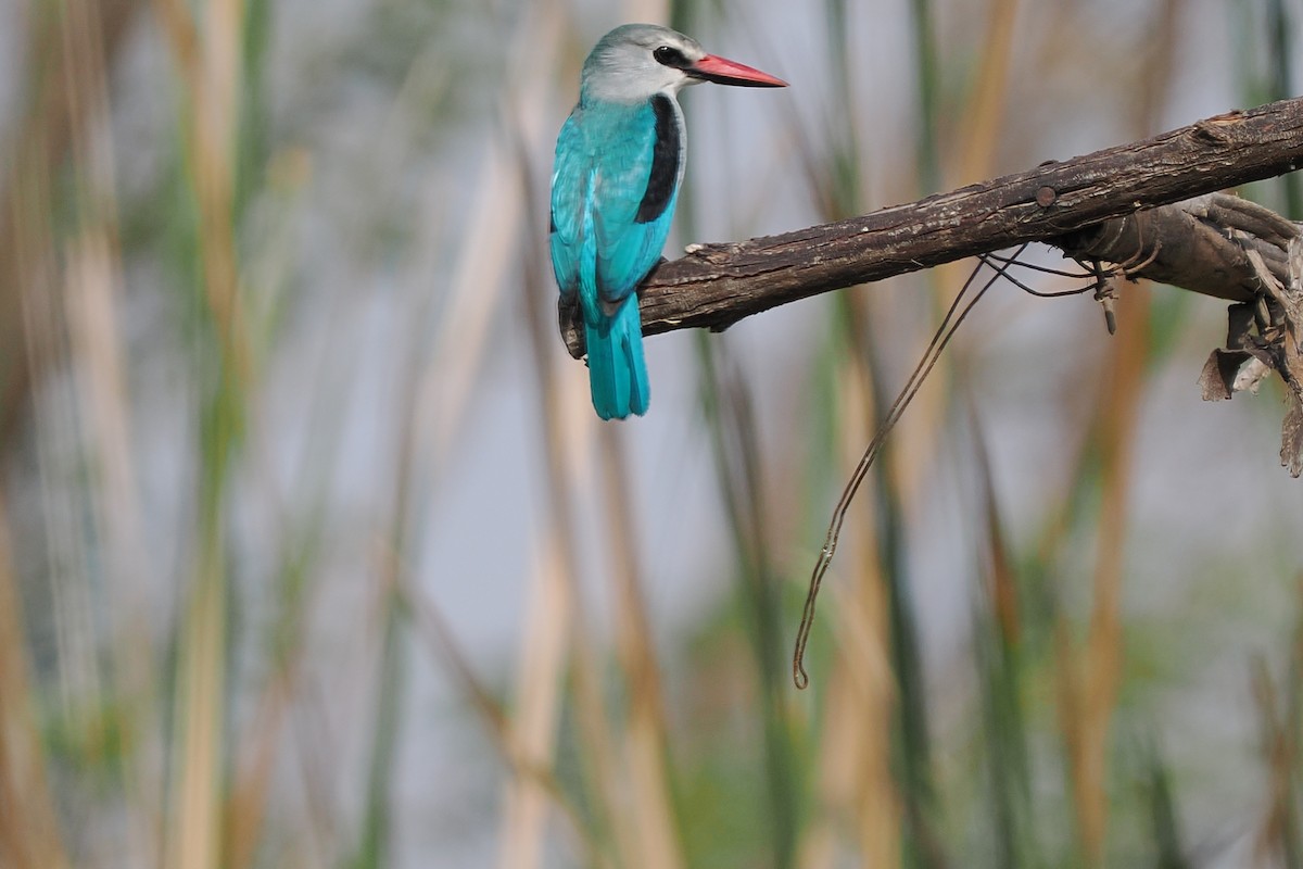 Woodland Kingfisher - ML646375700