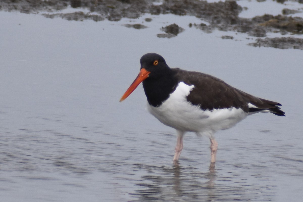 American Oystercatcher - ML646375703
