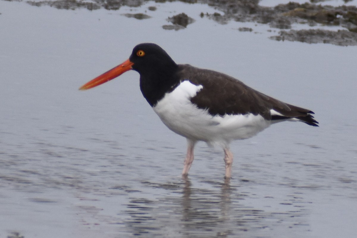 American Oystercatcher - ML646375704