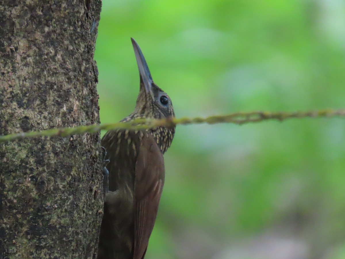 Cocoa Woodcreeper - ML646375705
