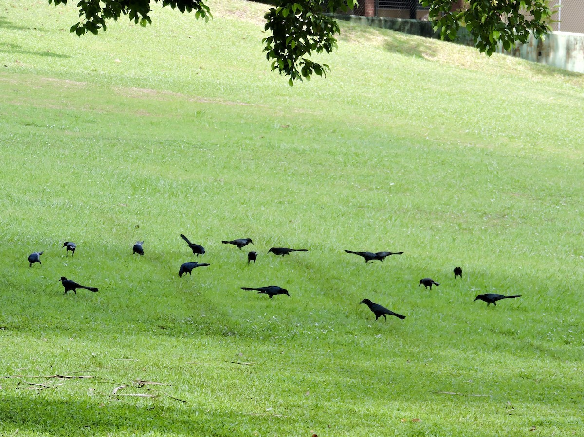 Great-tailed Grackle - ML646375708