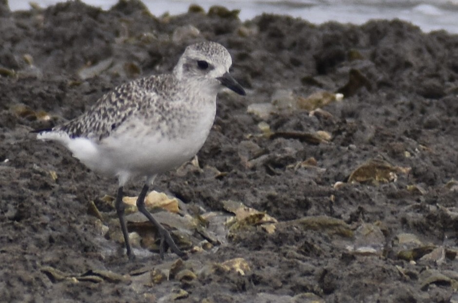 Black-bellied Plover - ML646375709