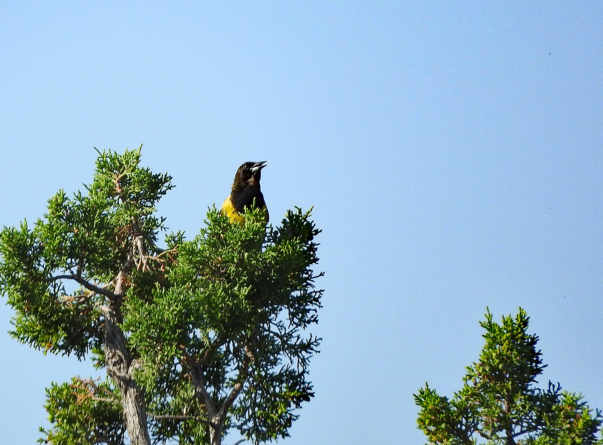 Scott's Oriole - ML646375710