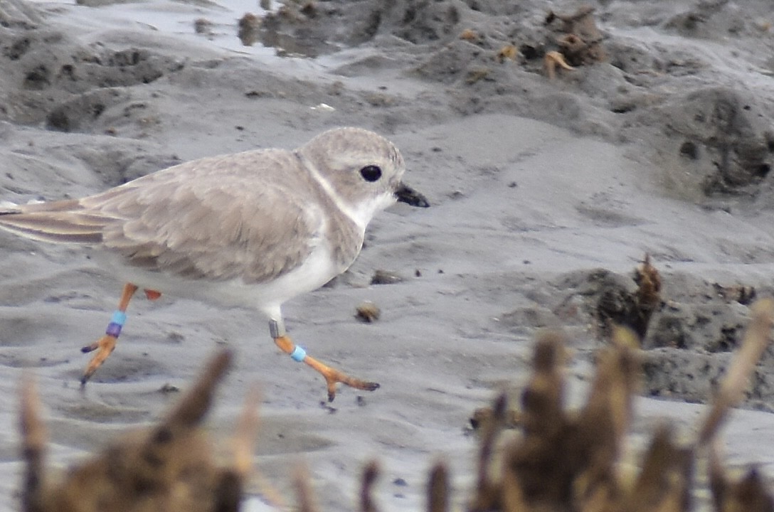 Piping Plover - ML646375713