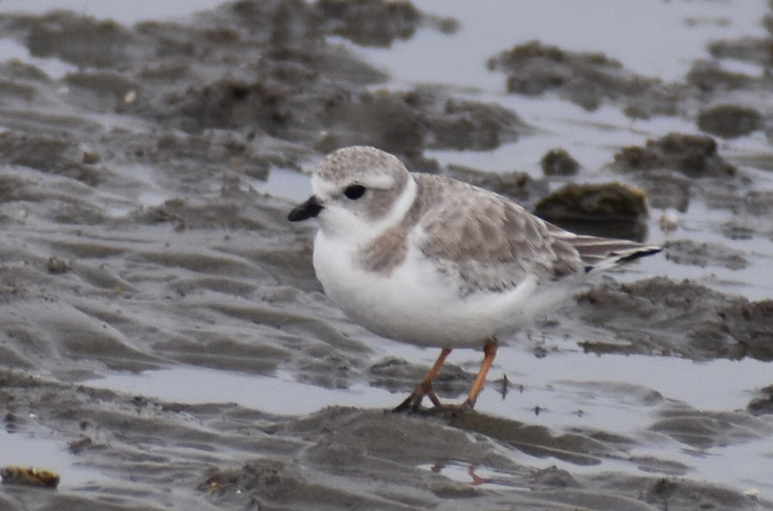 Piping Plover - ML646375714