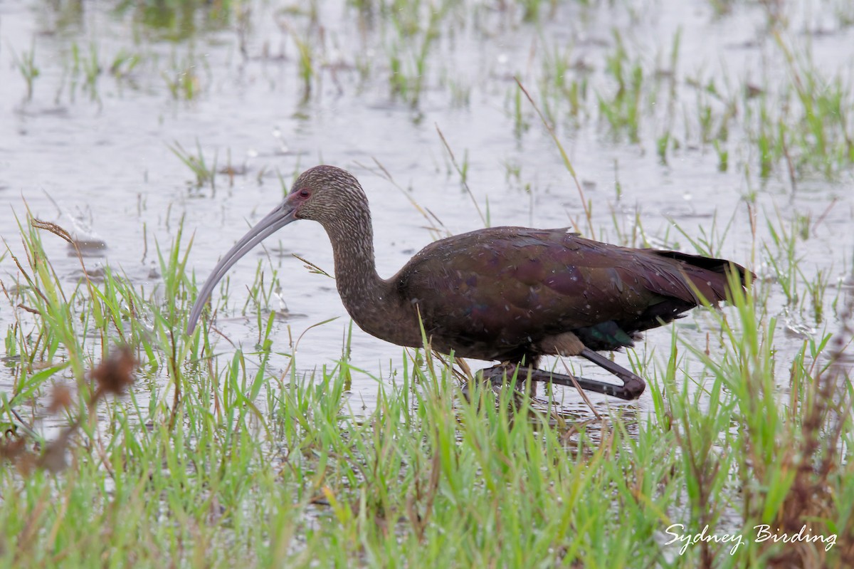 White-faced Ibis - ML646375716