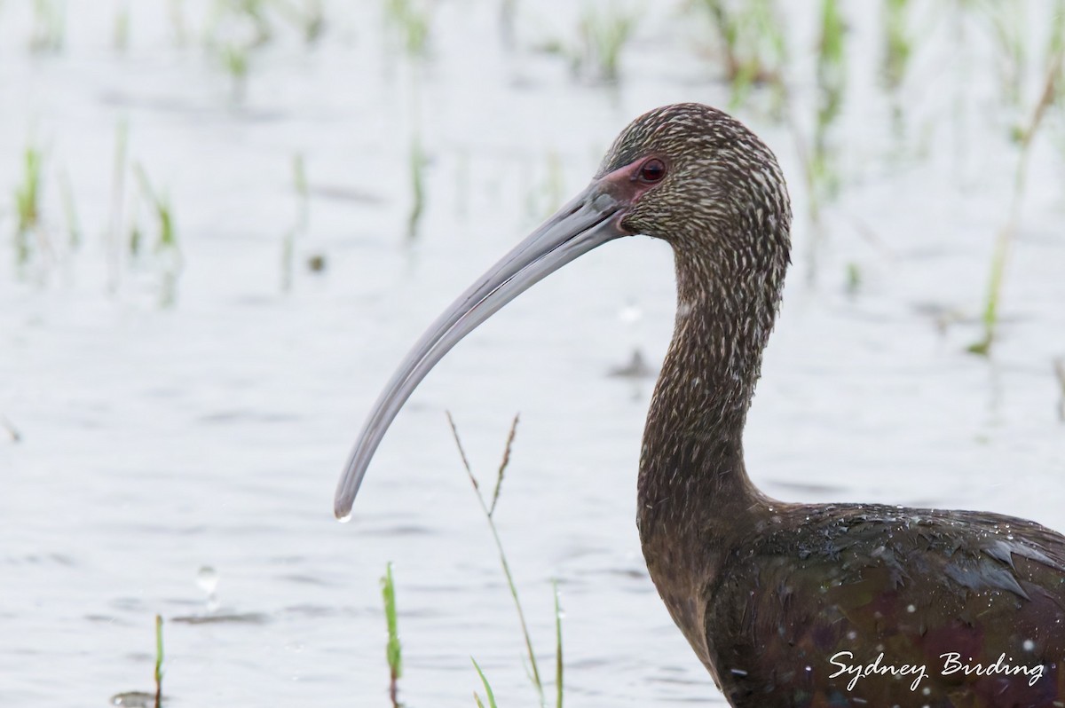 White-faced Ibis - ML646375717