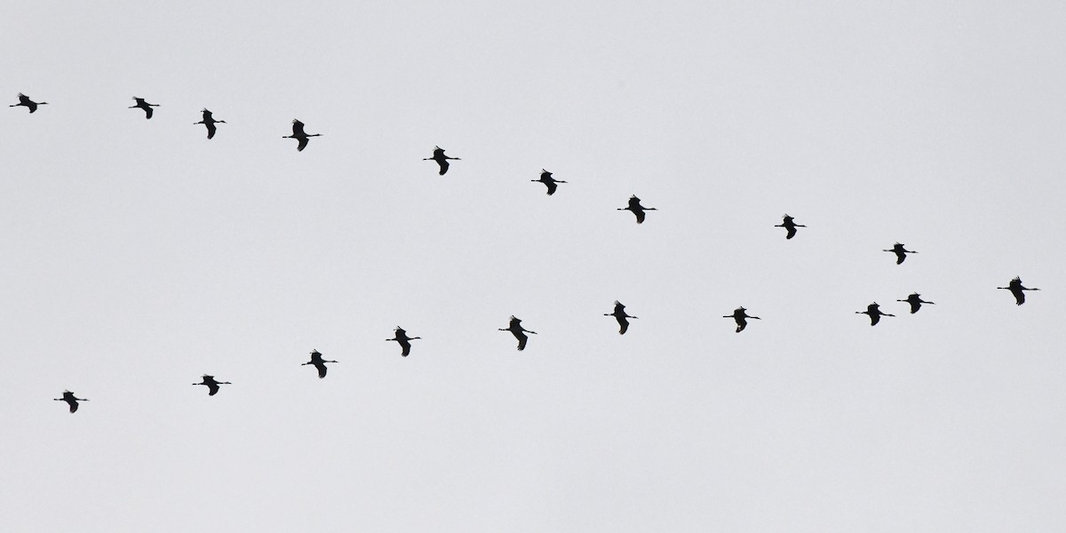 Sandhill Crane - ML646375719