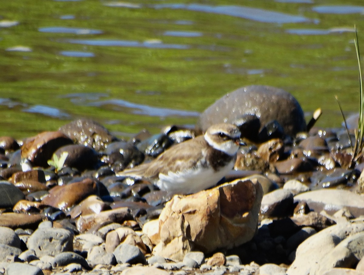 Semipalmated Plover - ML646375721
