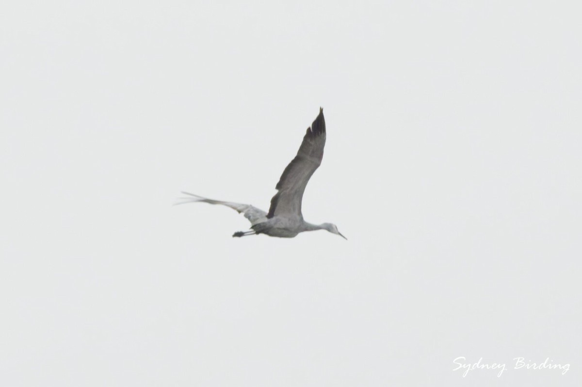 Sandhill Crane - ML646375728