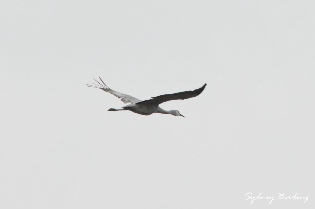 Sandhill Crane - ML646375729