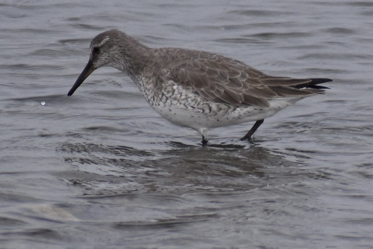 Red Knot - ML646375730