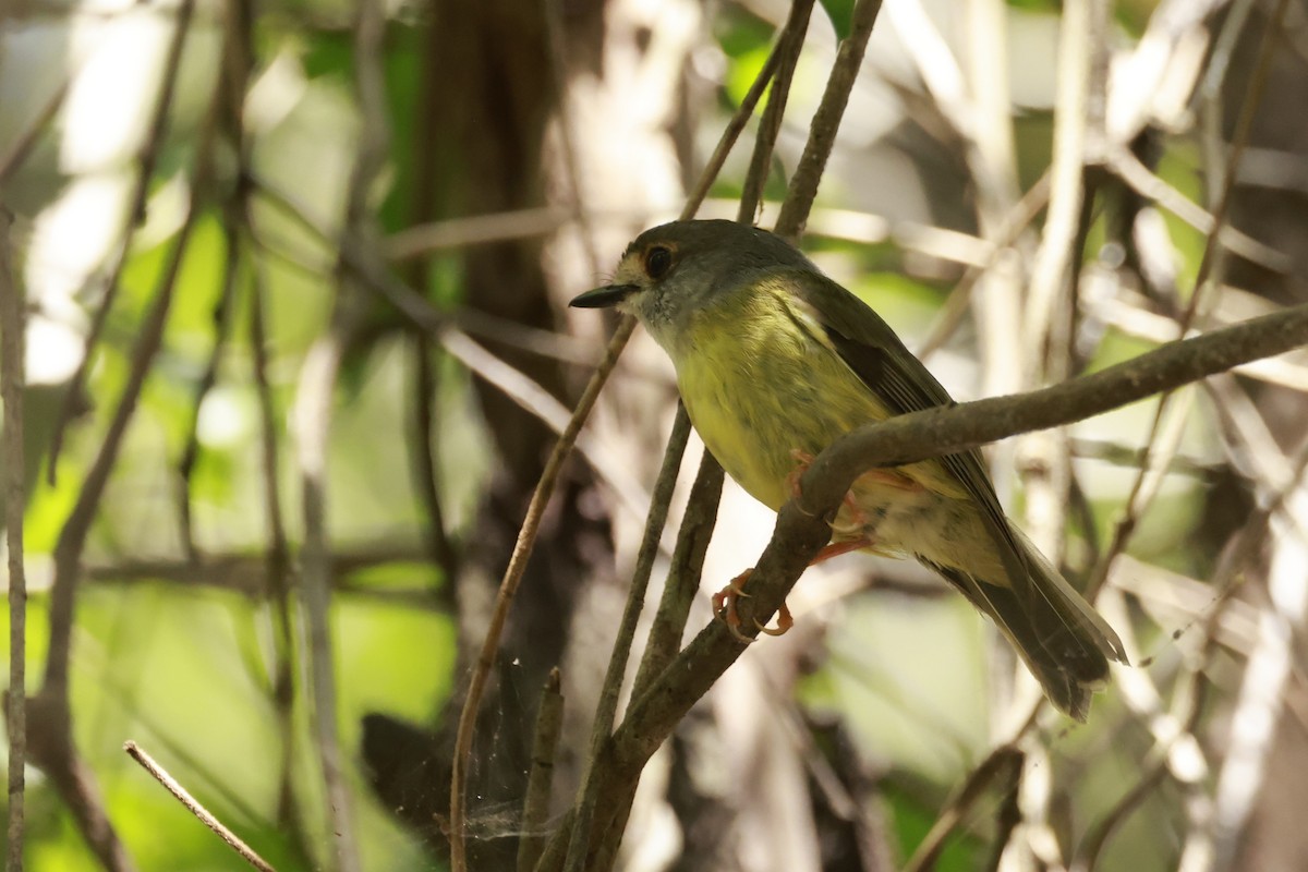 Pale-yellow Robin - ML646375734