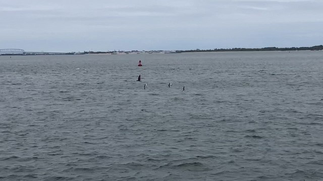 Águila Pescadora (americana) - ML646375735