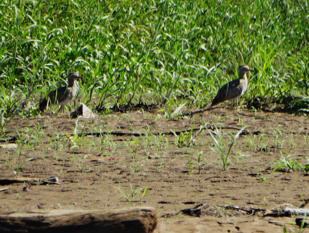 Double-striped Thick-knee - ML646375736
