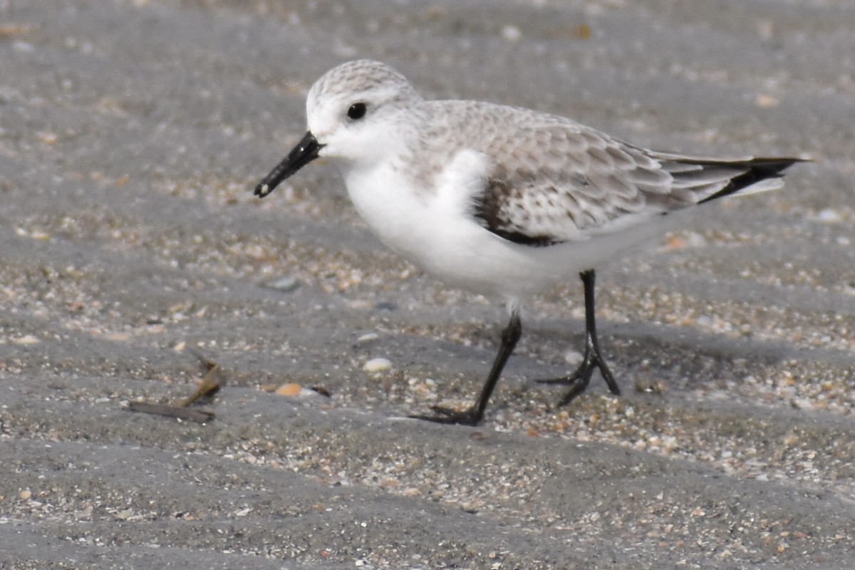 Sanderling - ML646375738