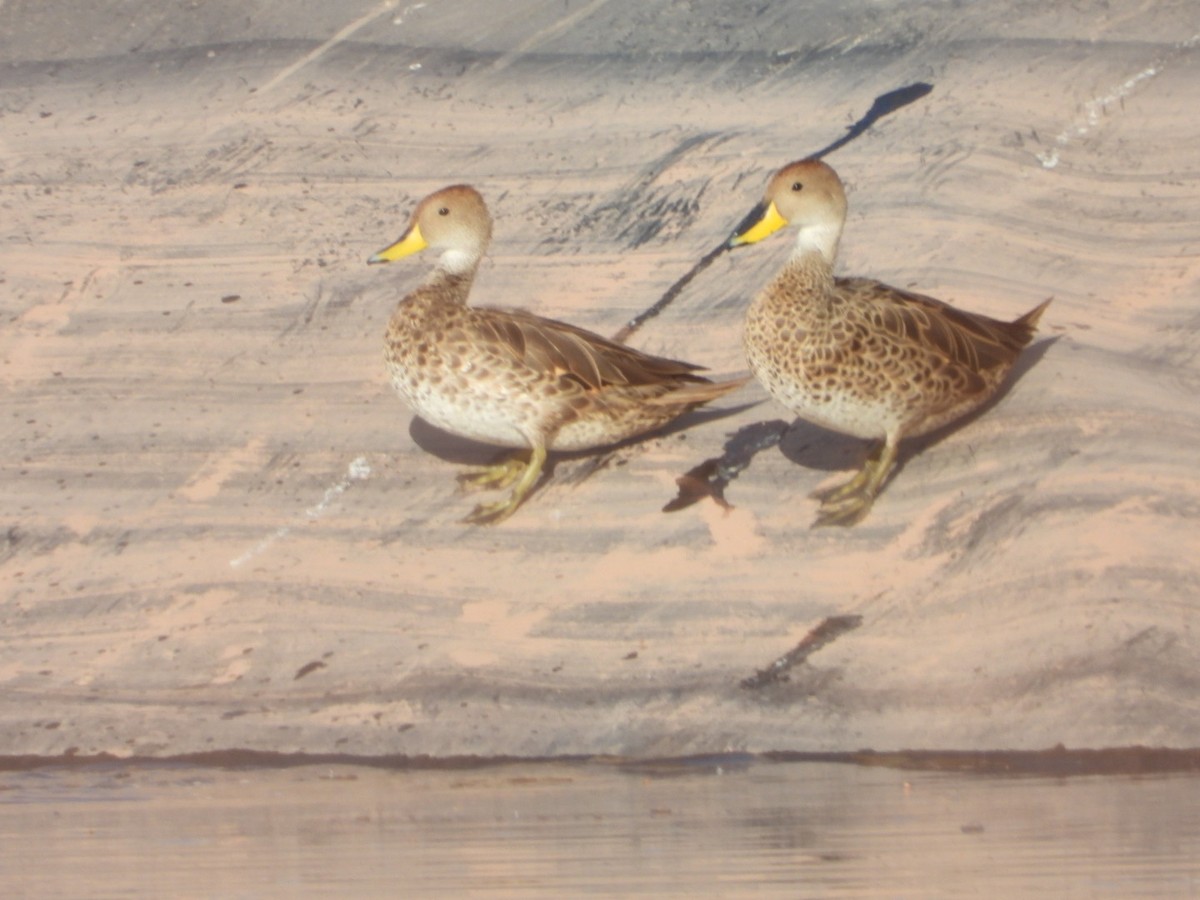 Yellow-billed Pintail (South American) - ML646375739