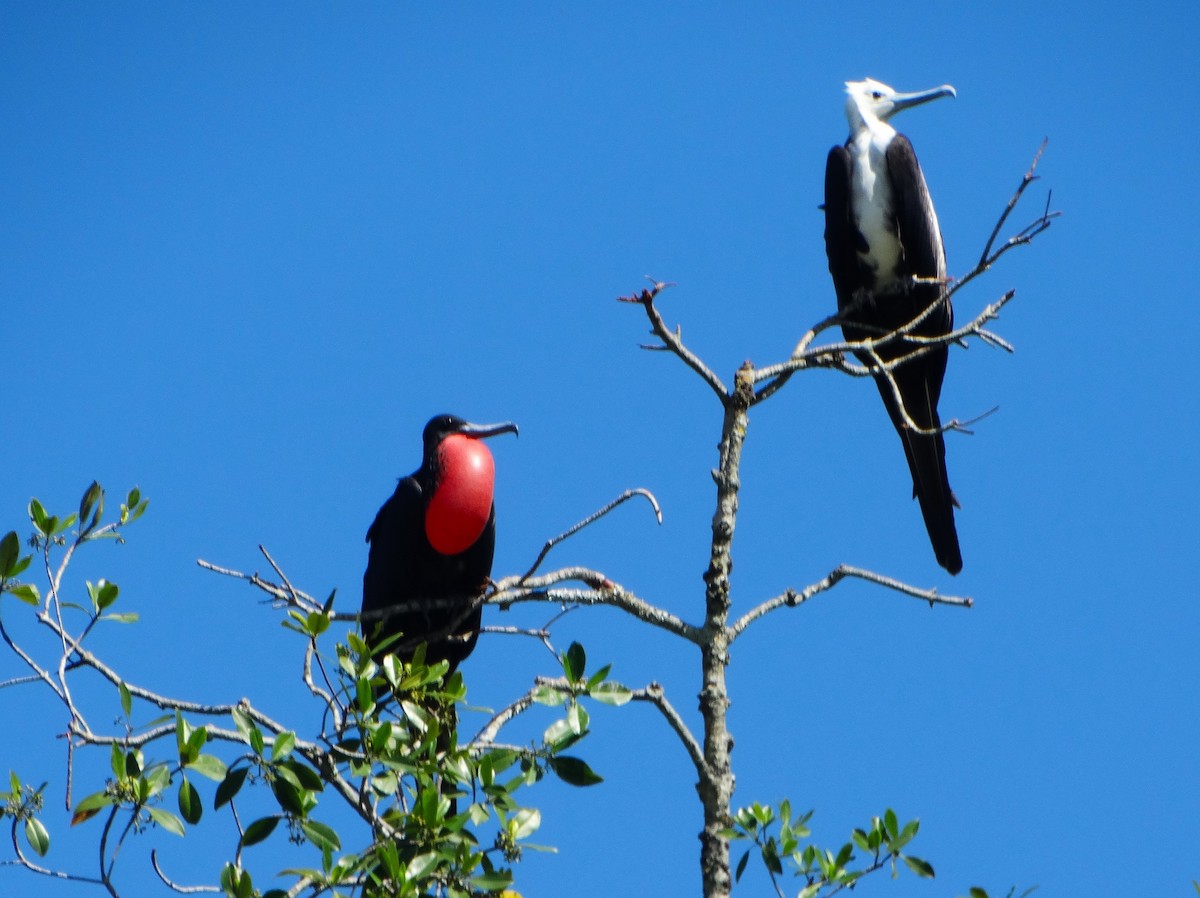 Magnificent Frigatebird - ML646375741