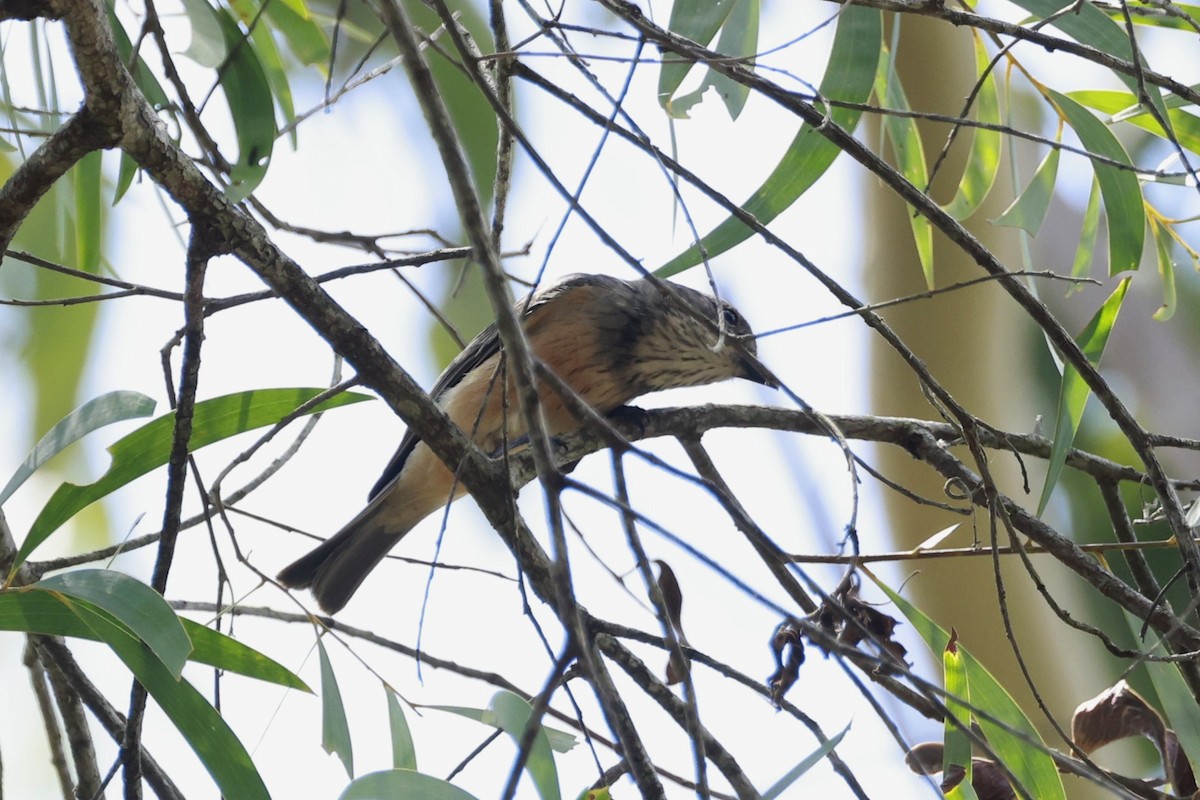 Rufous Whistler - ML646375746