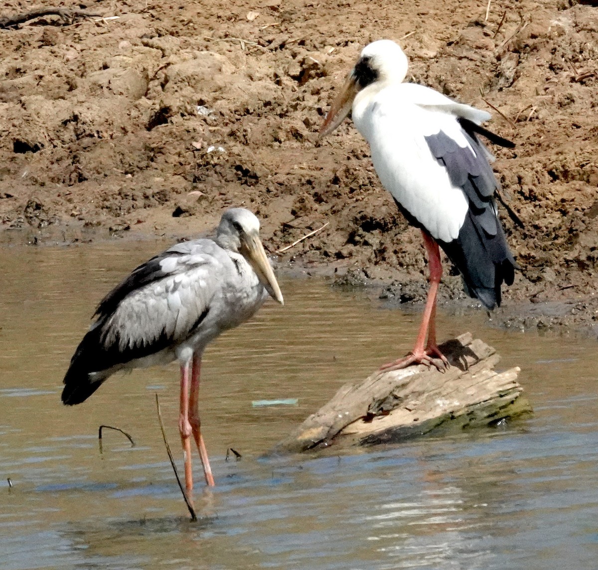 Asian Openbill - ML646375747