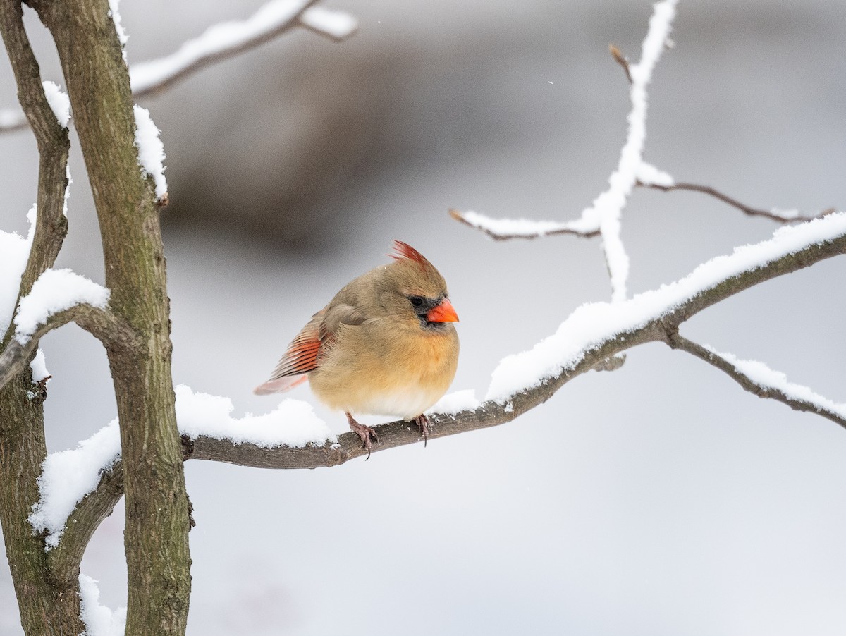Northern Cardinal - ML646375748