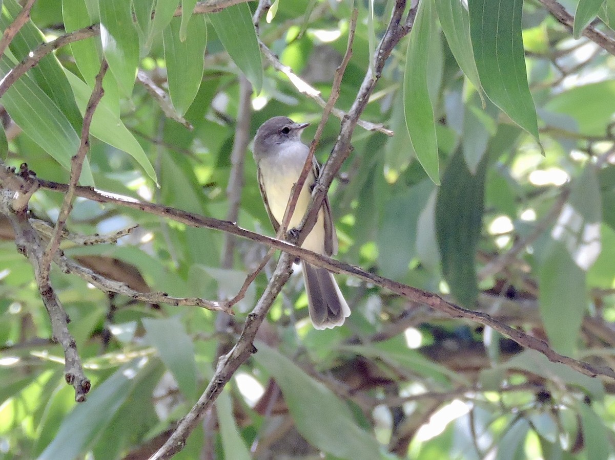 Northern Scrub-Flycatcher - ML646375749