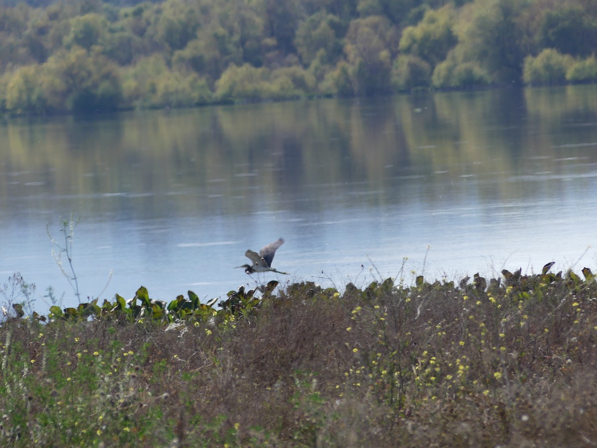 Tricolored Heron - ML646375750