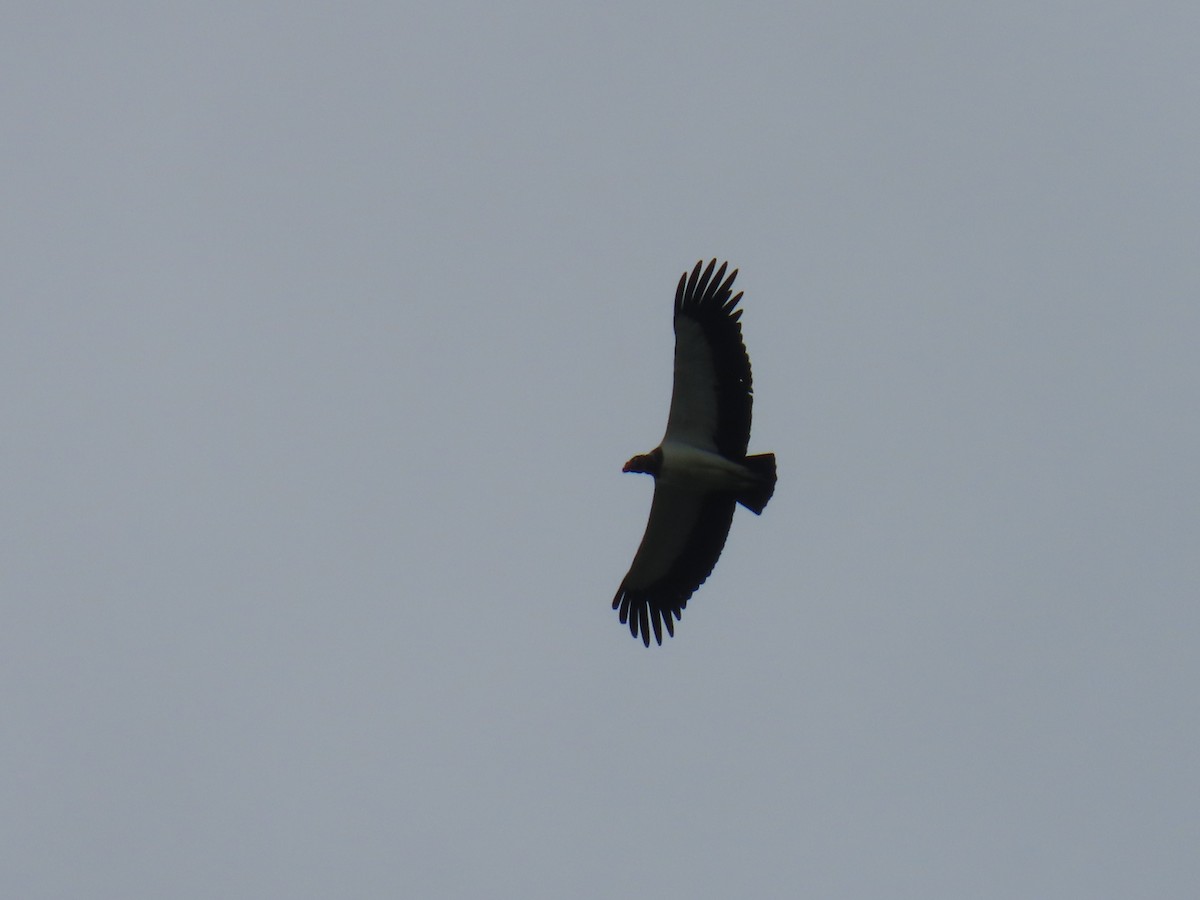 King Vulture - ML646375754