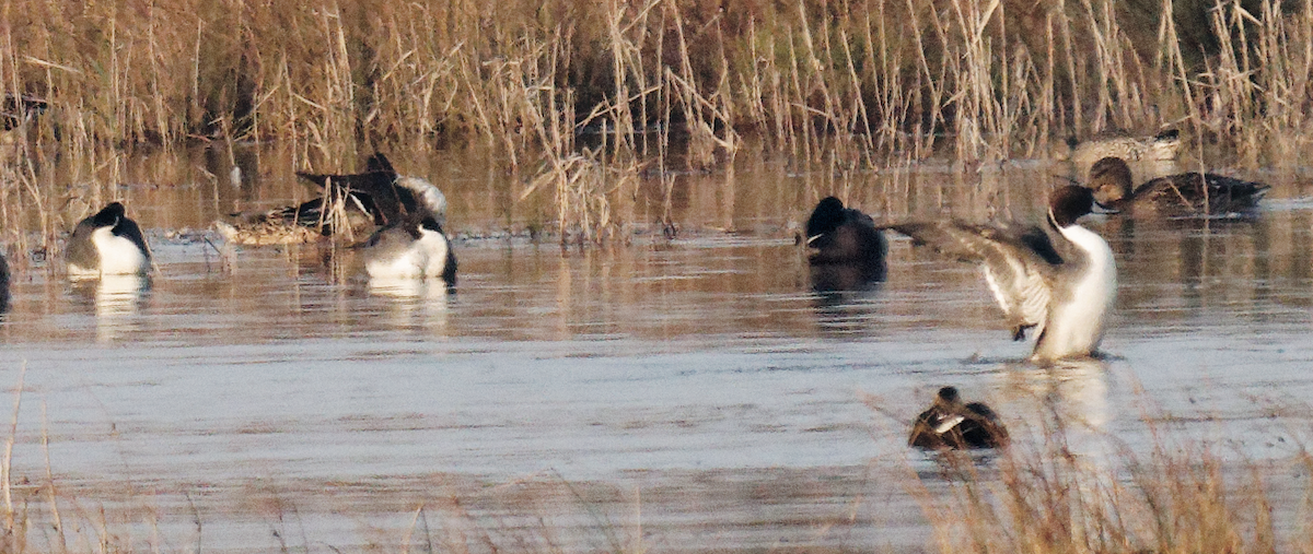 Northern Pintail - ML646375755