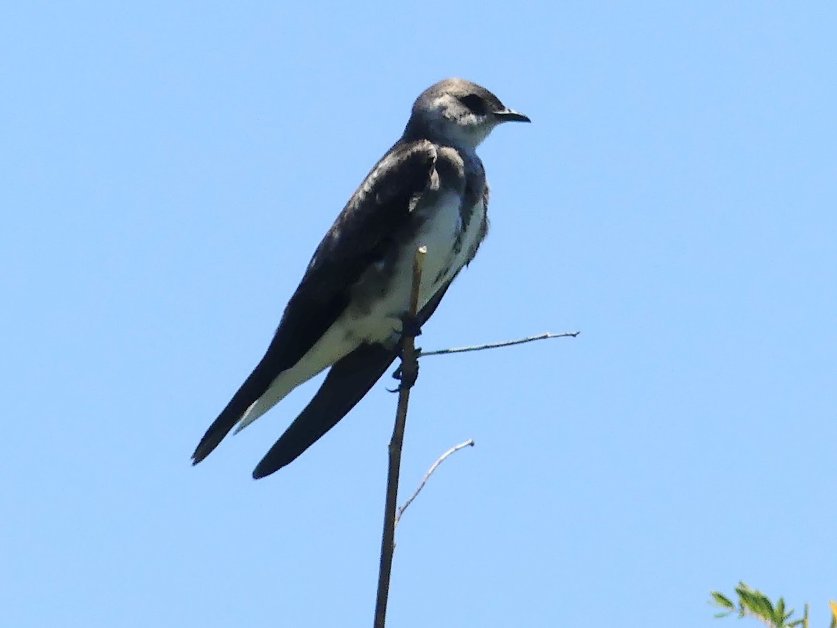 Brown-chested Martin - ML646375756