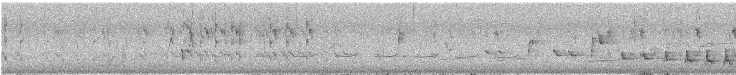 Noisy Scrub-bird - ML646375757