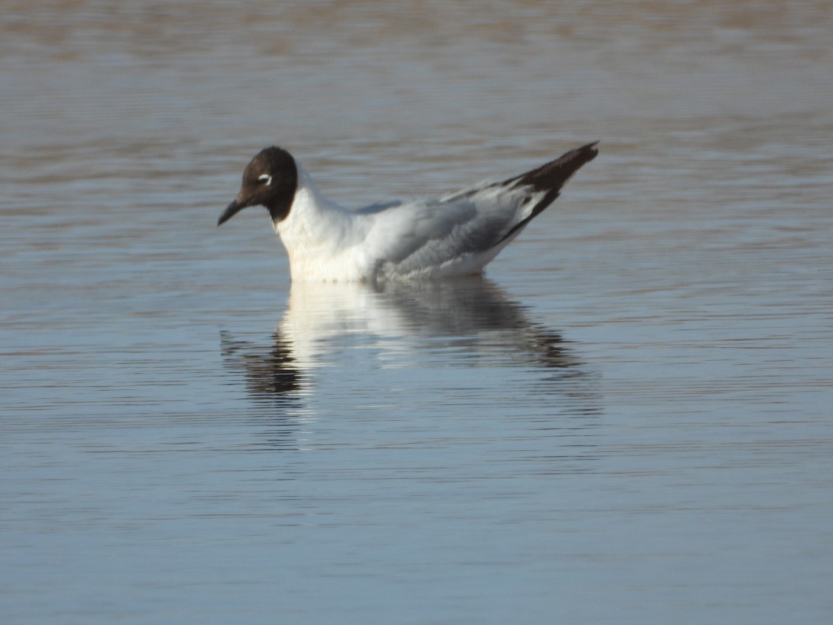 Andean Gull - ML646375764