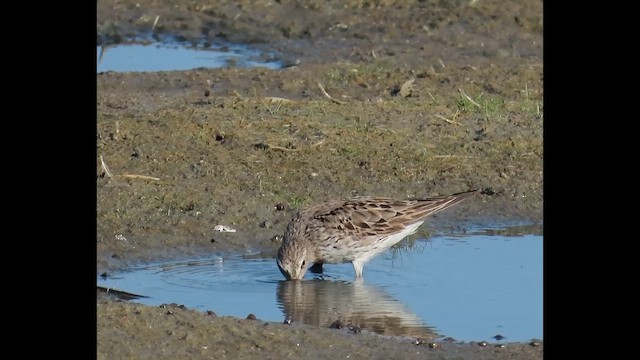 Correlimos Culiblanco - ML646375766