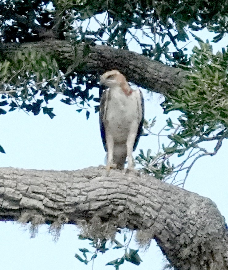 Changeable Hawk-Eagle - ML646375767